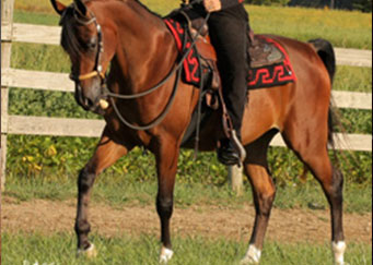 MKH SidDiamond Rio