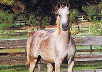 Norataki