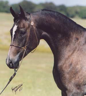 Sararael